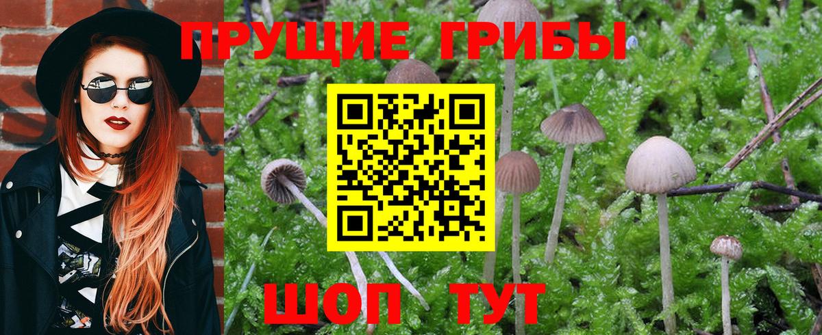 Псилоцибиновые грибы Psilocybe  Вход с VPN  Кольчугино 